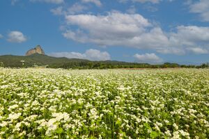 마이산과 어우러진 메밀꽃 활짝