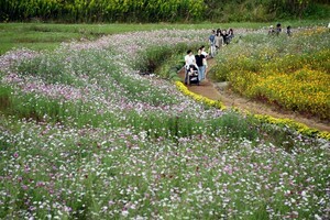 제27회 김제지평선축제 분위기 절정